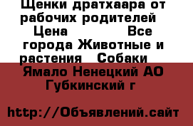 Щенки дратхаара от рабочих родителей › Цена ­ 22 000 - Все города Животные и растения » Собаки   . Ямало-Ненецкий АО,Губкинский г.